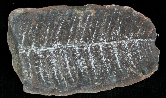 Million Year Old Fern Fossil - Illinois #21104